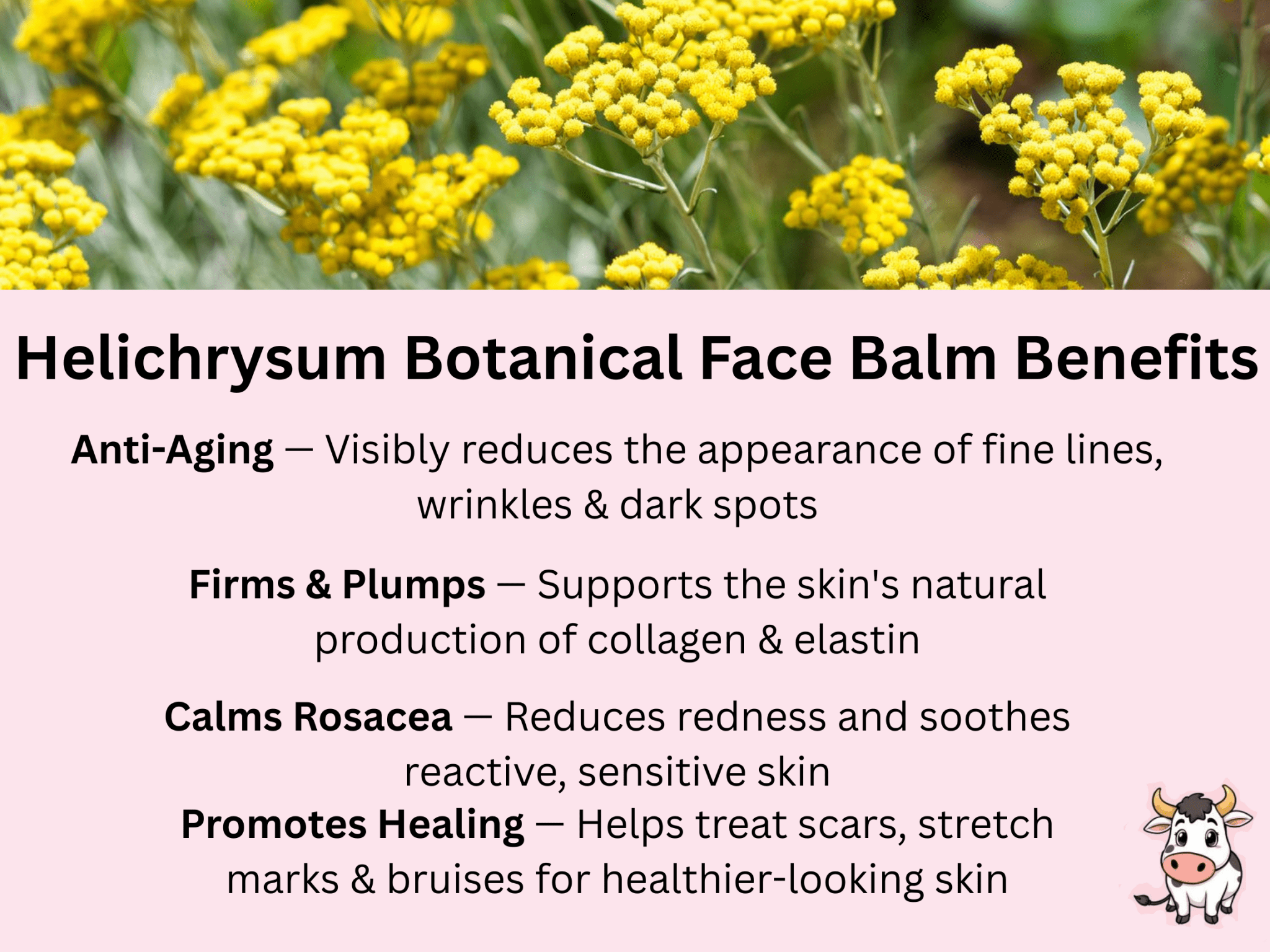 Helichrysum face balm benefits - Anti-Aging, Firms & Plumps, Calms Rosacea, Promotes Healing